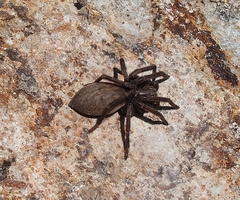 Uliodon