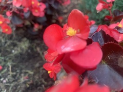 Begonia semperflorens-cultorum