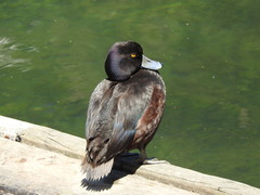 Aythya novaeseelandiae