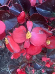 Begonia semperflorens-cultorum
