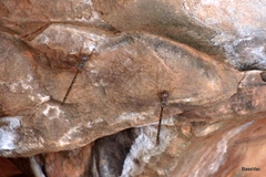 Gynacantha nourlangie