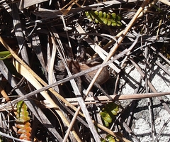 Uliodon