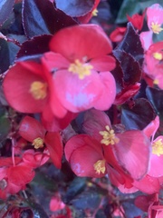 Begonia semperflorens-cultorum