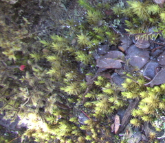 Polytrichum piliferum