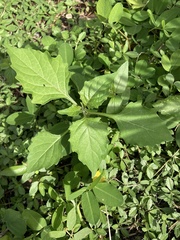 Solanales