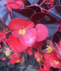 Begonia semperflorens-cultorum