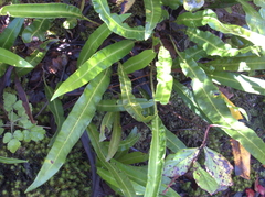 Elaphoglossum