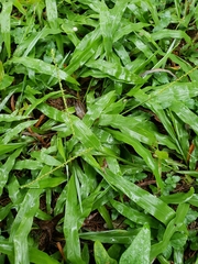 Paspalum langei