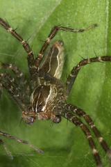 Dendrolycosa