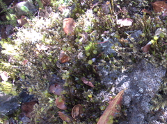 Polytrichum piliferum
