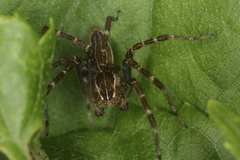 Dendrolycosa