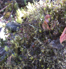 Polytrichum piliferum