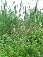 Mentha × piperita