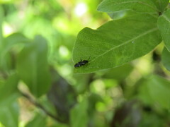 Ausejanus albisignatus