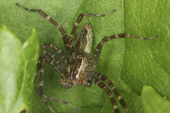 Dendrolycosa