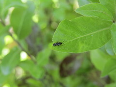 Ausejanus albisignatus