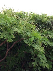 Cnidoscolus megacanthus