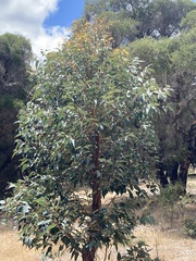 Eucalyptus marginata