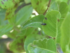 Ausejanus albisignatus