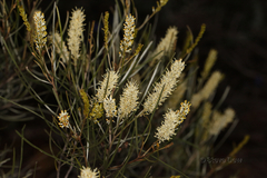 Grevillea didymobotrya