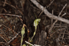 Pterostylis setulosa