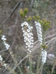 Epacris gunnii