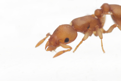 Colobostruma biconvexa