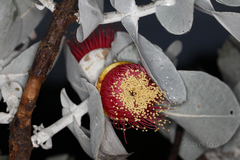 Eucalyptus macrocarpa