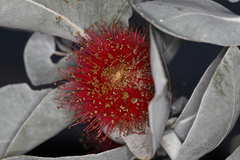 Eucalyptus macrocarpa