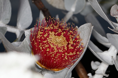 Eucalyptus macrocarpa