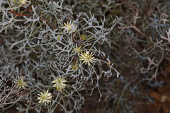 Petrophile glauca