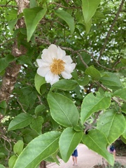 Oncoba spinosa