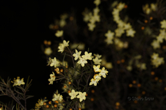 Phebalium filifolium