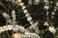 Hypocalymma angustifolium