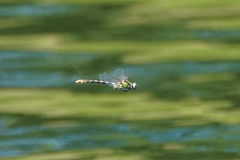 Ophiogomphus occidentis