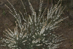 Hypocalymma angustifolium