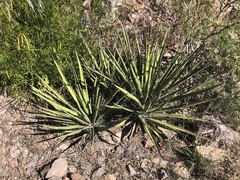 Yucca