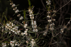 Hypocalymma angustifolium