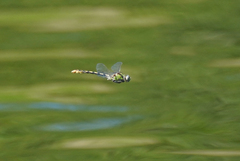 Ophiogomphus occidentis