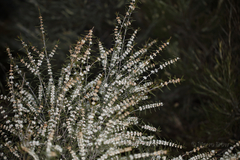 Hypocalymma angustifolium