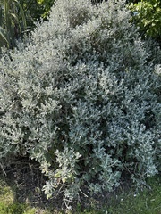 Brachyglottis greyi