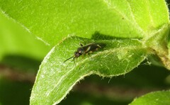 Ausejanus albisignatus