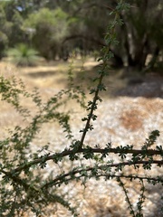 Acacia pulchella