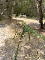 Acacia pulchella