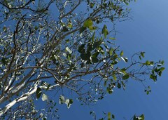 Eucalyptus platyphylla