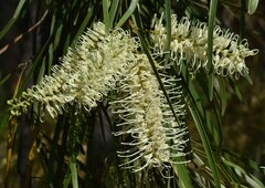Grevillea parallela