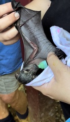 Pteropus conspicillatus