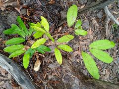 Archidendropsis paivana