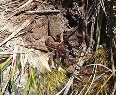 Uliodon