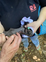 Pteropus conspicillatus